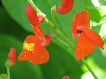 花豆のはな